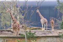 039c032c-3852-4957-aa70-45cb69d68878